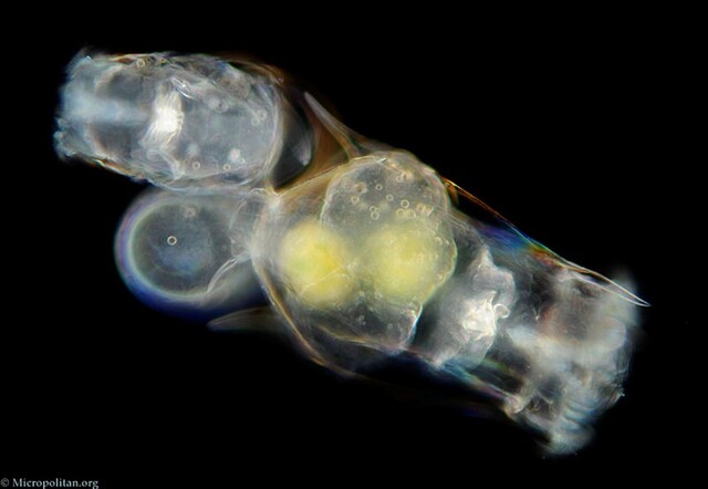 Brachionus Brachionus