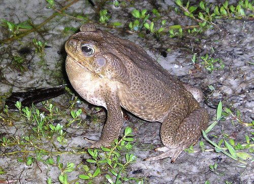 Cane toad Cane toad