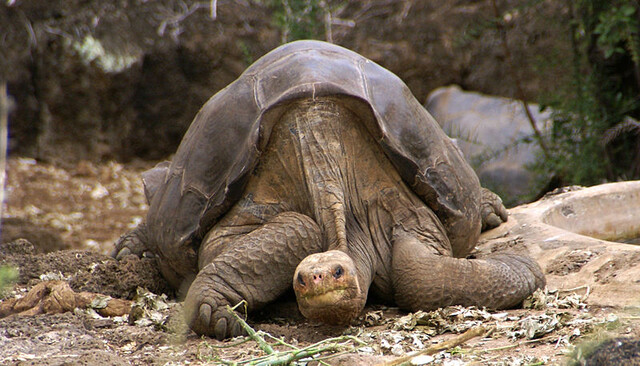 Noorderlicht - Lonesome George Noorderlicht - Lonesome George