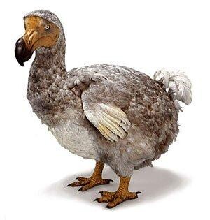 dodo dodo