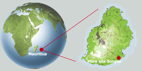 Noorderlicht - locatie dodomoeras Mauritius Noorderlicht - locatie dodomoeras Mauritius