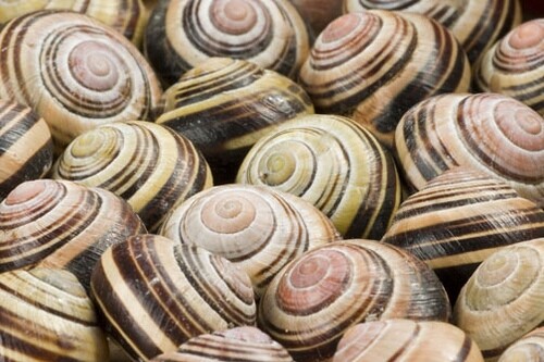 Slakkenhuisjes Naturalis Slakkenhuisjes Naturalis