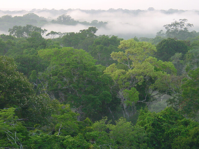 Noorderlicht - Amazoneregenwoud Noorderlicht - Amazoneregenwoud