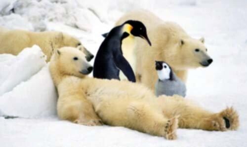 ijsbeer pinguin ijsbeer pinguin
