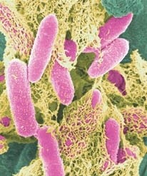 Noorderlicht - e. coli Noorderlicht - e. coli