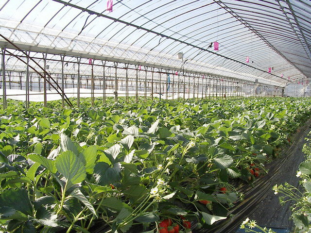 aardbeienkas aardbeienkas